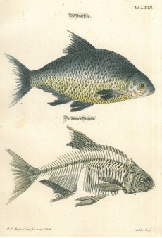 Picture 1