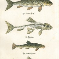 FISCHE. - Gründling. Picture 1