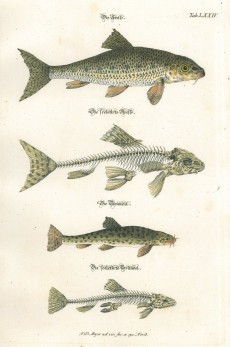 Picture 1