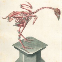 VÖGEL. - Huhn. Bild 1