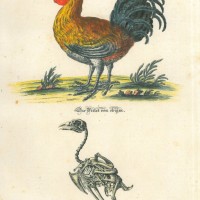 VÖGEL. - Hahn. Bild 1