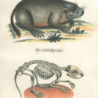 NAGETIERE. - Murmeltier. Picture 1