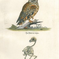 VÖGEL. - Eule. Picture 1