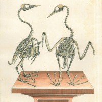 VÖGEL. - Ente. - Taucher. Bild 1