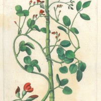 BLUMEN. - Gartenbohne. Picture 1
