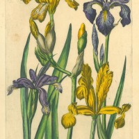 BLUMEN. - Iris. Bild 1