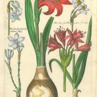 BLUMEN. - Narzisse. Bild 1