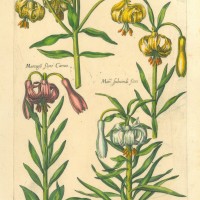 BLUMEN. - Türkenbund-Lilie. Bild 1