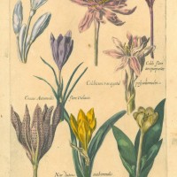 BLUMEN. - Zeitlose. Bild 1