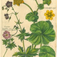 BLUMEN. - Sumpfdotterblume. Bild 1