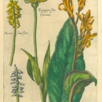 BLUMEN. - Indisches Blumenrohr. Bild 1
