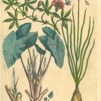 BLUMEN. - Winden. Picture 1