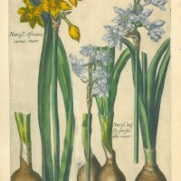 BLUMEN. - Narzisse. Bild 1