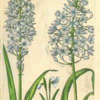 BLUMEN. - Milchsterne. Bild 1