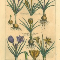 BLUMEN. - Krokus. Bild 1