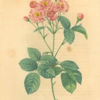 BLUMEN. - Rosen. - Provence-Rose. Bild 1