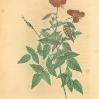 BLUMEN. - Rosen. - Chinarose. Picture 1