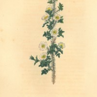 BLUMEN. - Rosen. - Rundblättrige-Rose. Bild 1