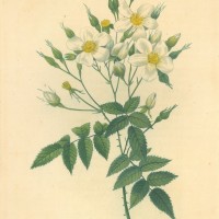 BLUMEN. - Rosen. - Moschus-Rose. Picture 1
