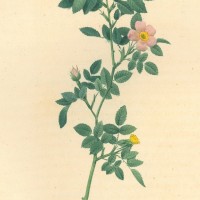 BLUMEN. - Rosen. - Montezuma-Rose. Picture 1