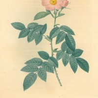 BLUMEN. - Rosen. - Apfel-Rose. Bild 1