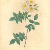 BLUMEN. - Rosen. Bild 1