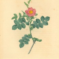 BLUMEN. - Rosen. - Weinrose. Picture 1