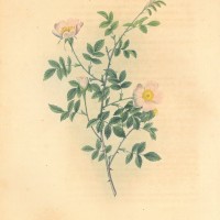 BLUMEN. - Rosen. - Acker-Rose. Picture 1