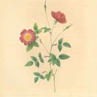 BLUMEN. - Rosen. - Chinarose. Picture 1