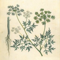 GIFTPFLANZEN. - Hundspetersilie. Picture 1