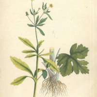 GIFTPFLANZEN. - Brennkraut. Picture 1