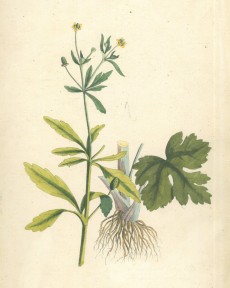 Picture 1