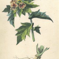 GIFTPFLANZEN. - Schwarzes Bilsenkraut. Picture 1
