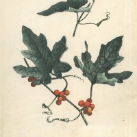 GIFTPFLANZEN. - Rotfrüchtige Zaunrübe. Picture 1
