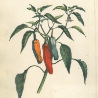 PFLANZEN. - Spanischer Pfeffer. Picture 1