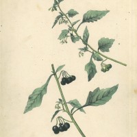 GIFTPFLANZEN. - Schwarzer Nachtschatten. Picture 1