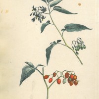 GIFTPFLANZEN. - Bittersüßer Nachtschatten. Bild 1
