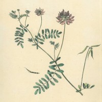 GIFTPFLANZEN. - Bunte Kronwicke. Bild 1