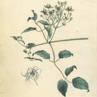 GIFTPFLANZEN. - Waldrebe. Picture 1