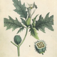 GIFTPFLANZEN. - Stechapfel. Picture 1