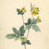 GIFTPFLANZEN. - Schöllkraut. Picture 1