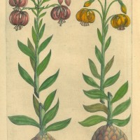BLUMEN. - Türkenbund-Lilie. Bild 1