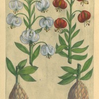 BLUMEN. - Türkenbund-Lilie. Bild 1