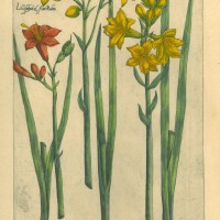 BLUMEN. - Gelbe Taglilie. Bild 1