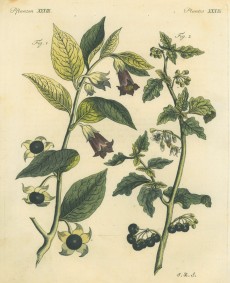 Picture 1