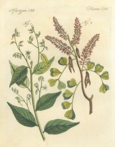 Picture 1