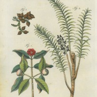 Picture 1