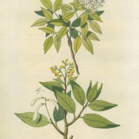 Picture 1