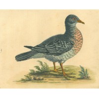 VÖGEL. - Rebhuhn. Picture 1