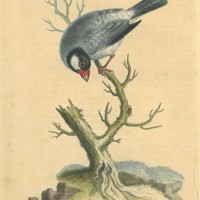 VÖGEL. - Reisvogel. Bild 1